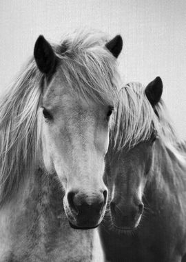 Horses Black and White 7