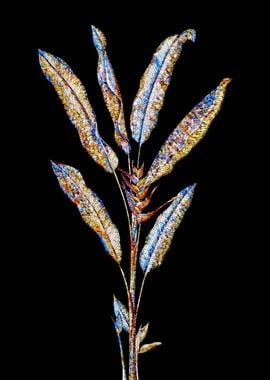 Stained Glass Botanical