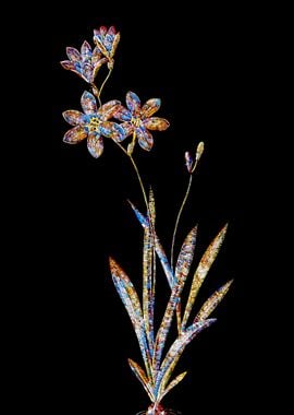 Stained Glass Ixia Flower