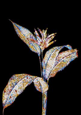 Stained Glass Botanical