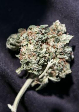 Medical cannabis AK 47 bud