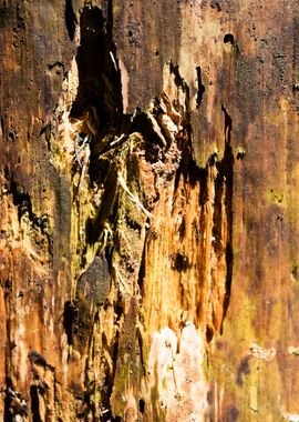 Cutted Wood Abstract