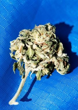 Medical cannabis AK 47 bud