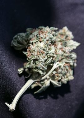 Medical cannabis AK 47 bud