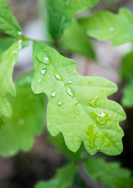 Rain drops on leaf macro