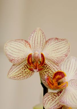 Orchid flower bloosoming