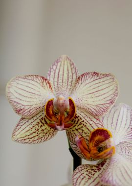 Orchid flower bloosoming