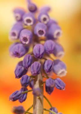 Muscari Neglectum Flower