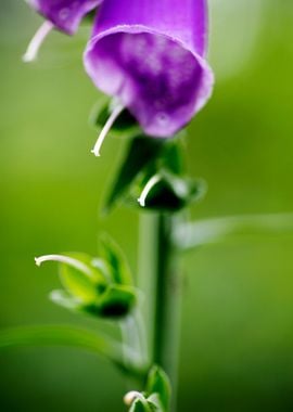 Purpurea digitalis flower