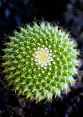 Cactus macro background