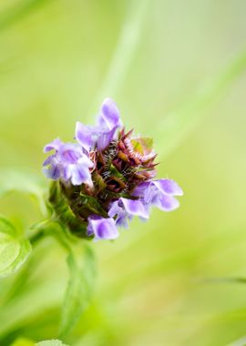 Prunella vulgaris flower