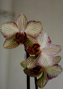 Orchid flower bloosoming