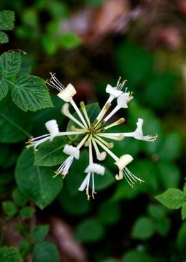 Lonicera etrusca santi