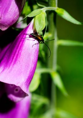 Purpurea digitalis flower