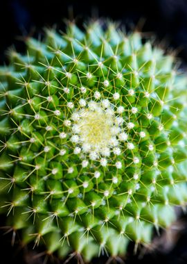 Cactus macro background