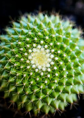 Cactus macro background