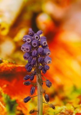 Muscari Neglectum Flower