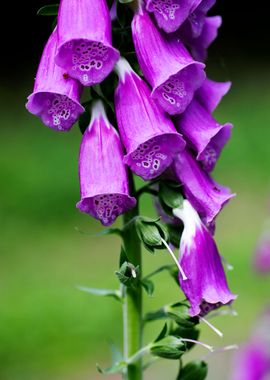 Purpurea digitalis flower