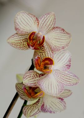 Orchid flower bloosoming