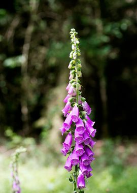 Purpurea digitalis flower