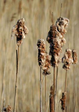 Willows in the Wind