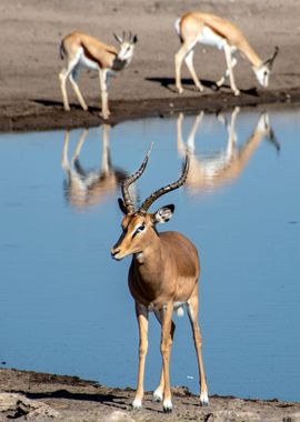 antelope