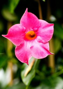 Mandevilla pink flower 