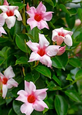 Mandevilla pink flower