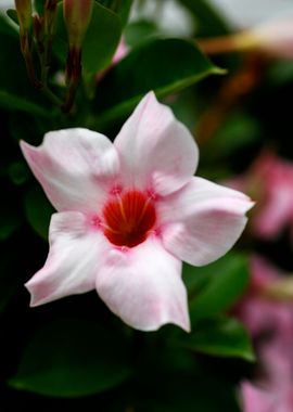 Mandevilla pink flower 