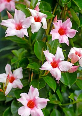 Mandevilla pink flower 