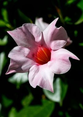 Mandevilla pink flower 