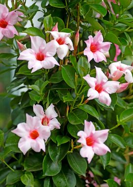 Mandevilla pink flower 