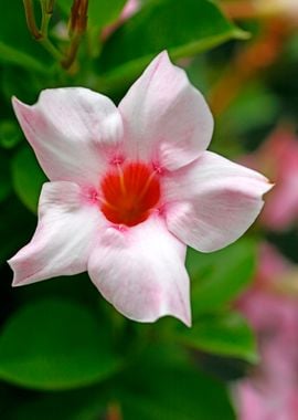 Mandevilla pink flower 