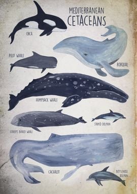 mediterranean Cetaceans