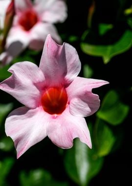 Mandevilla pink flower 