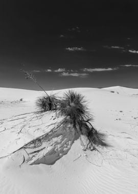 Desert countryside