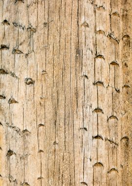 Tree macro trippy abstract