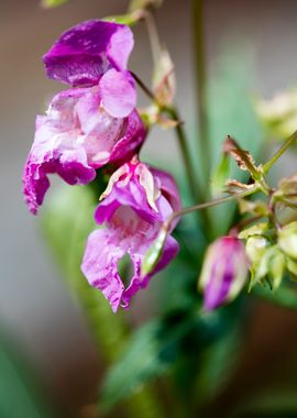 Impatiens glandulifera