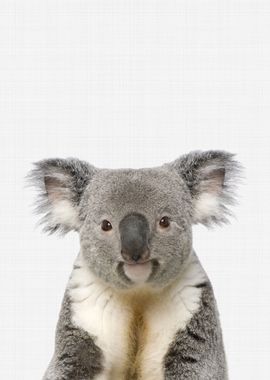 Koala Portrait