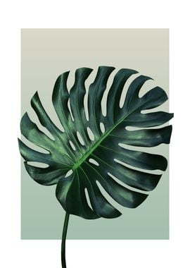 Monstera in Olive 3