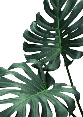 Monstera Plant