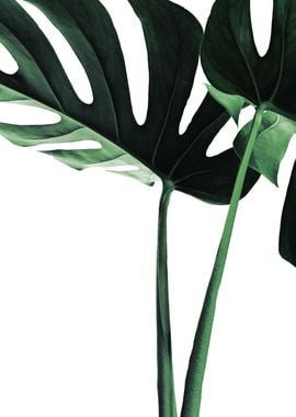 Monstera Plant 5