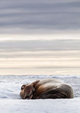 Sleeping walrus