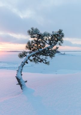 Winter tree