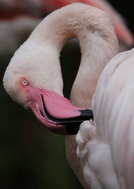 Flamingo in pink