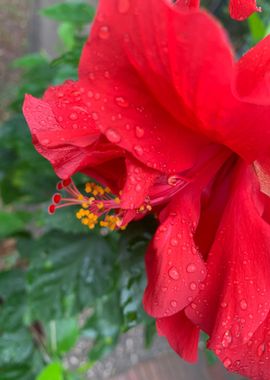 Red Hibiscus Flower