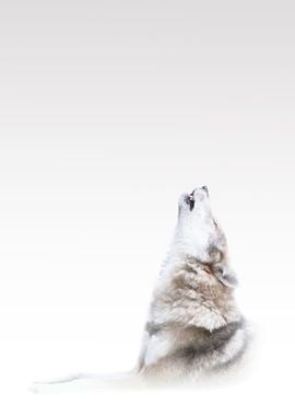 Wild Grey Wolf Howls