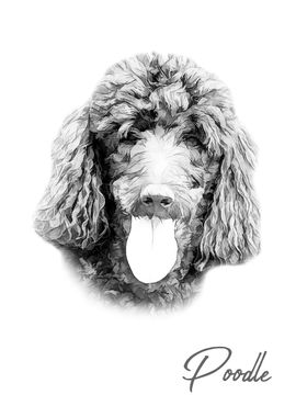 Nice Poodle dog portrait