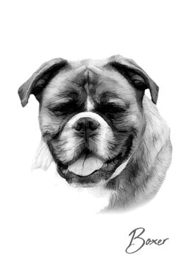 Boxer dog portrait