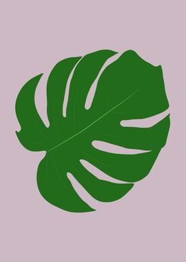 Monstera 